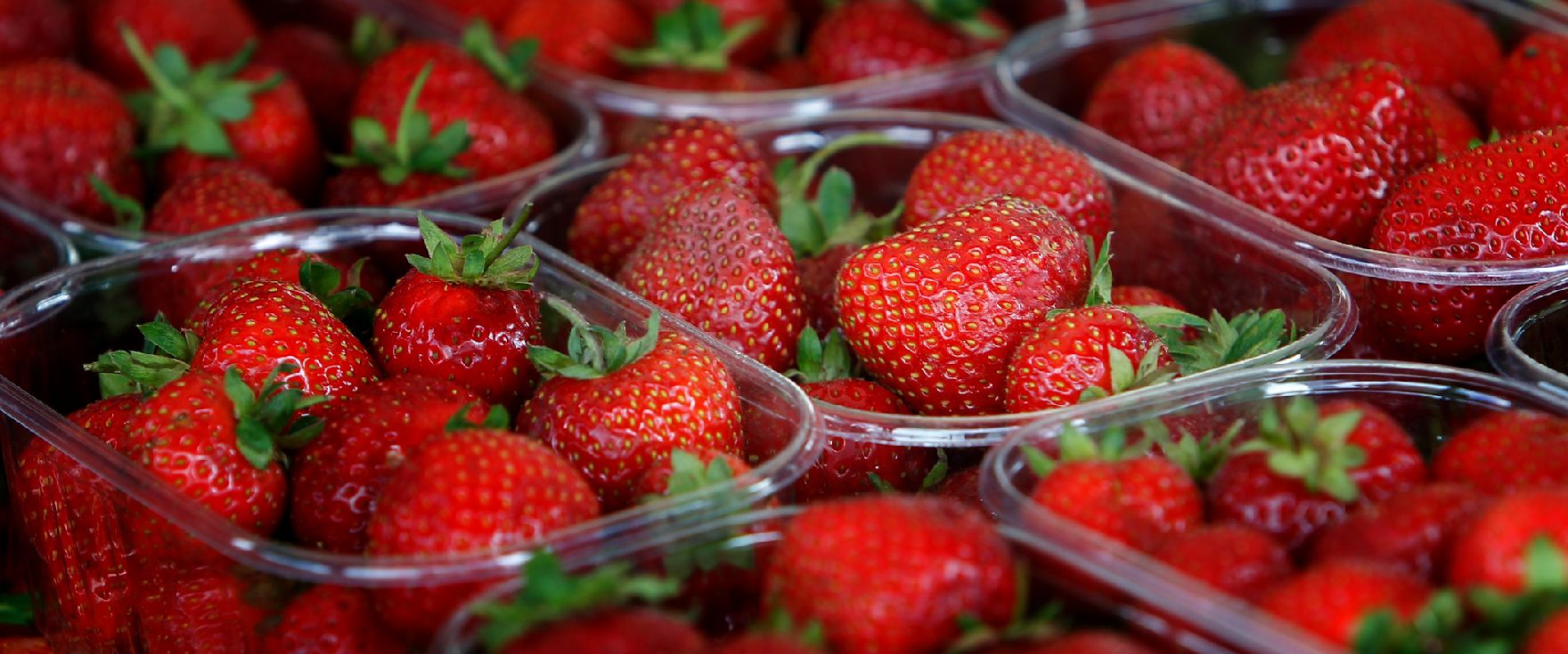 Frische Erdbeeren in Plastikschüsseln. Schlagworte: Frucht, Lebensmittel, Natur, Obst, Pflanze