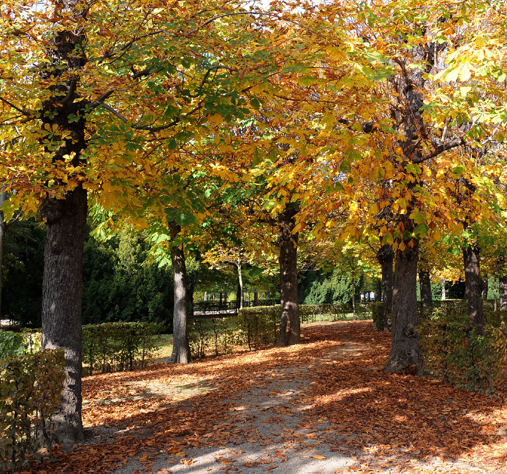 Eine herbstliche Aufnahme des Parks von Schönbrunn. Schlagworte: Bäume, Blätter, Herbst, Natur, Park, Pflanzen