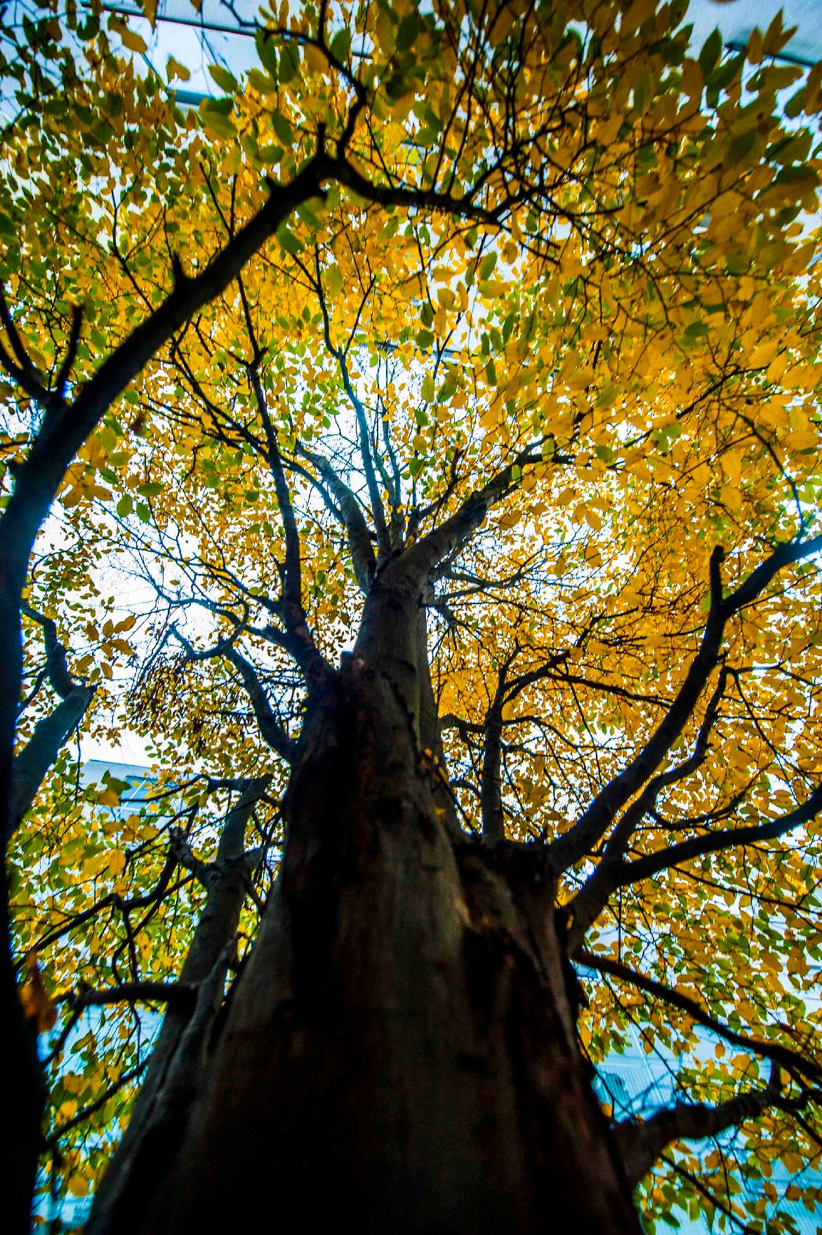 Herbstiche Aufnahme eines Baumes. Schlagworte: Blätter, Herbst, Laub, Natur
