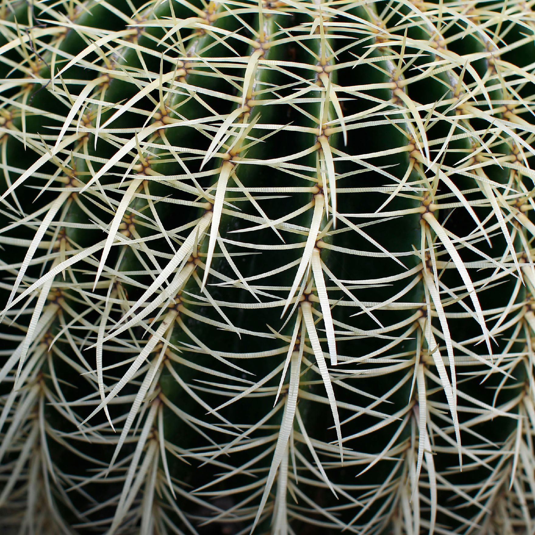 Eine Kaktuspflanze im botanischen Garten. Schlagworte: Natur, Pflanze, Stachel