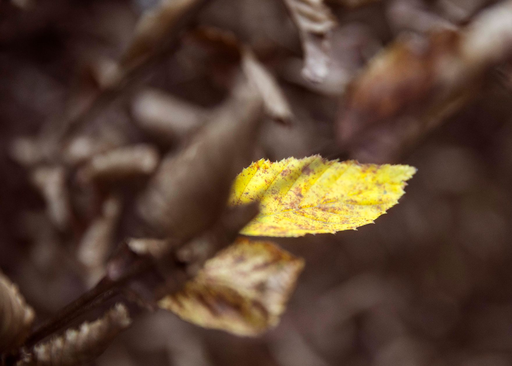Ein buntes Herbstblatt. Schlagworte: Blatt, Natur