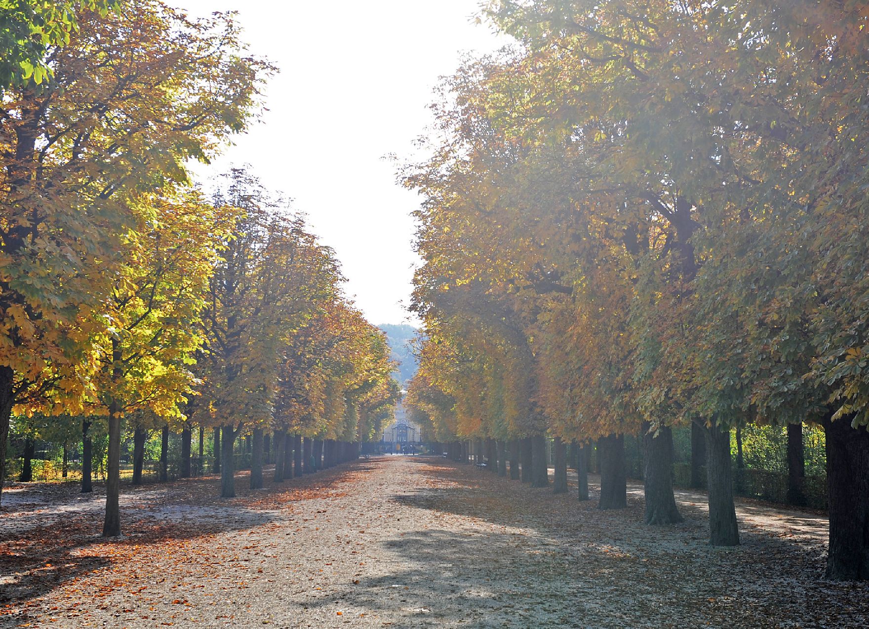 Herbstliche Aufnahme des Schönbrunner Parks. Schlagworte: Allee, Herbst, Natur, Park, Schönbrunn, Stadtlandschaft