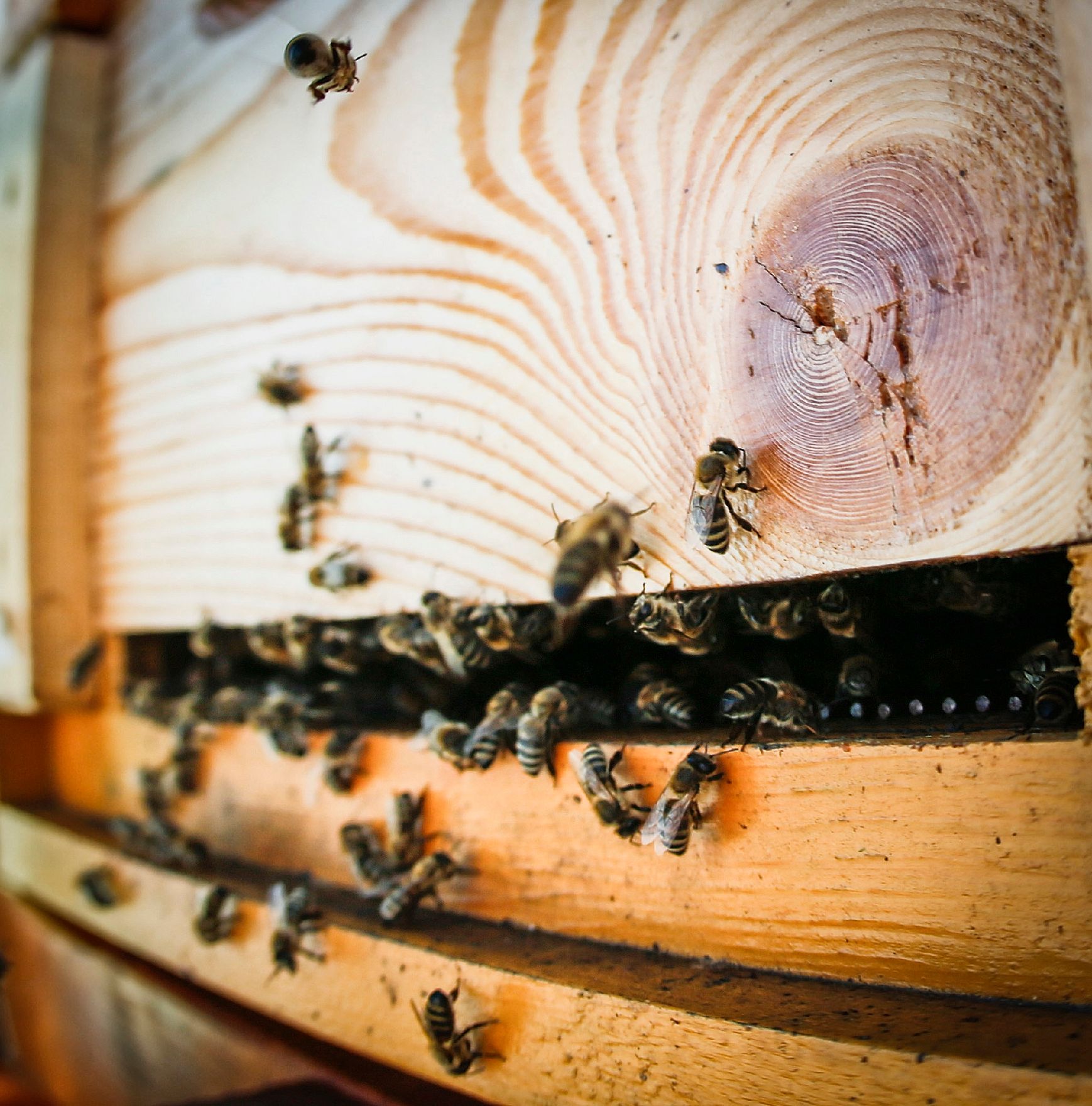Bienen bei einem Bienenstock auf dem Dach des Bundeskanzleramtes. Schlagworte: Bienen, Insekten, Natur, Tier