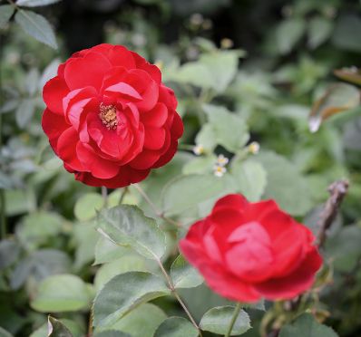 Blühende rote Rosen. Schlagworte: Blume, Blüte, Natur, Pflanze