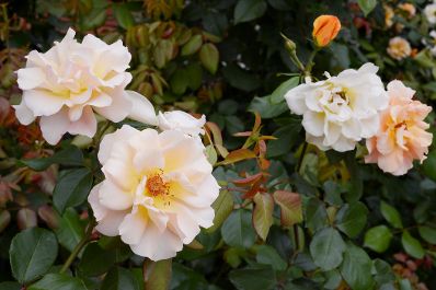 Blühende weisse Rosen. Schlagworte: Blume, Blüte, Natur, Pflanze