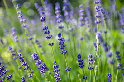 Lavendel im Garten. Schlagwörter: Blumen, Pflanzen, Gesundheit, Umwelt, Garten, Natur