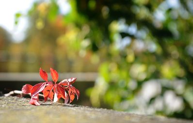 Herbstliche Impression mit rötlich gefärbten Efeu. Stichworte: Blätter, Efeu, Herbst, Natur, Pflanzen