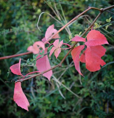 Im Bild herbstlich rot gefärbter Efeu. Schlagworte: Blätter, Efeu, Herbst, Natur, Pflanzen