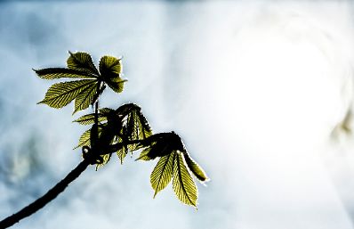Eine frühlingshafte Aufnahme eines Kastanienblattes im Park von Laxenburg. Schlagworte: Blatt, Frühling, Natur, Pflanzen, Wolken