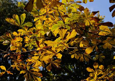 Herbstlich gefärbte Blätter eines Kastanienbaums. Schlagworte: Blätter, Herbst, Laub, Natur, Pflanzen