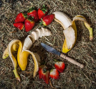 Eine Auswahl von Obst. Schlagworte: Bananen, Erdbeeren, Heu, Lebensmittel, Messer, Natur, Obst