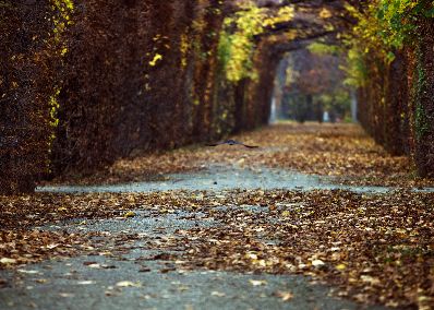 Herbst im Schönbrunner Schloßpark. Schlagworte: Allee, Blätter, Bogen, Farben, Laub, Natur, Vogel