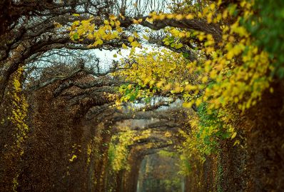 Herbst im Schönbrunner Schloßpark. Schlagworte: Blätter, Bäume, Natur