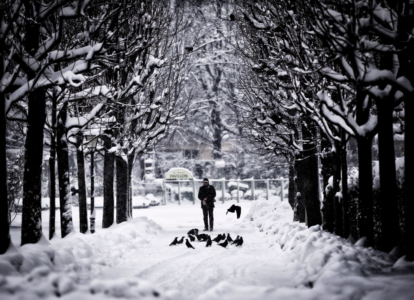 Eine winterliche Aufnahme des Volksgartens. Schlagworte: B&auml;ume, Mensch, Natur, Schnee, Stadtlandschaft, Tiere, V&ouml;gel, Winter