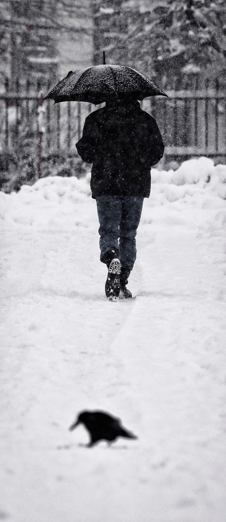 Eine winterliche Aufnahme des Volksgartens. Schlagworte: Mensch, Natur, Regenschirm, Schnee, Stadtlandschaft, Tier, Vogel, Winter