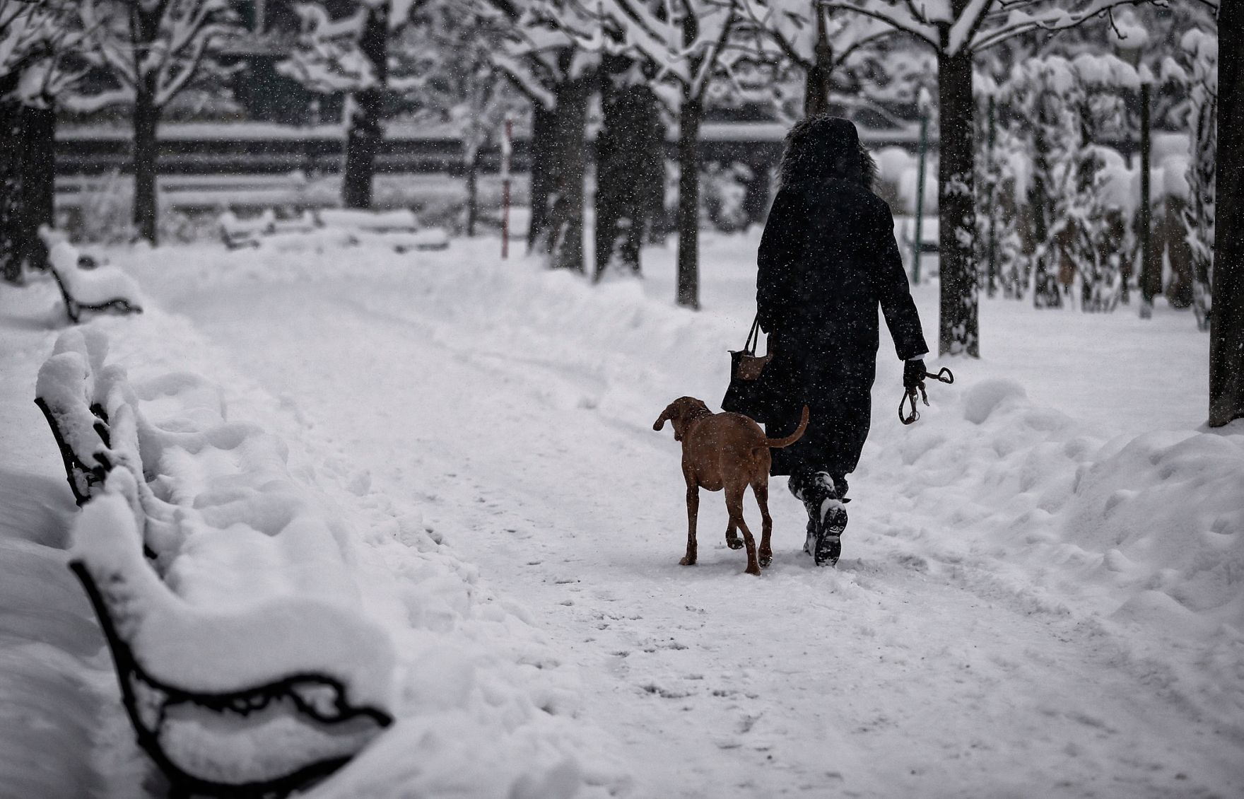 Eine winterliche Aufnahme des Volksgartens. Schlagworte: Hund, Mensch, Natur, Parkb&auml;nke, Schnee, Stadtlandschaft, Tier, Winter
