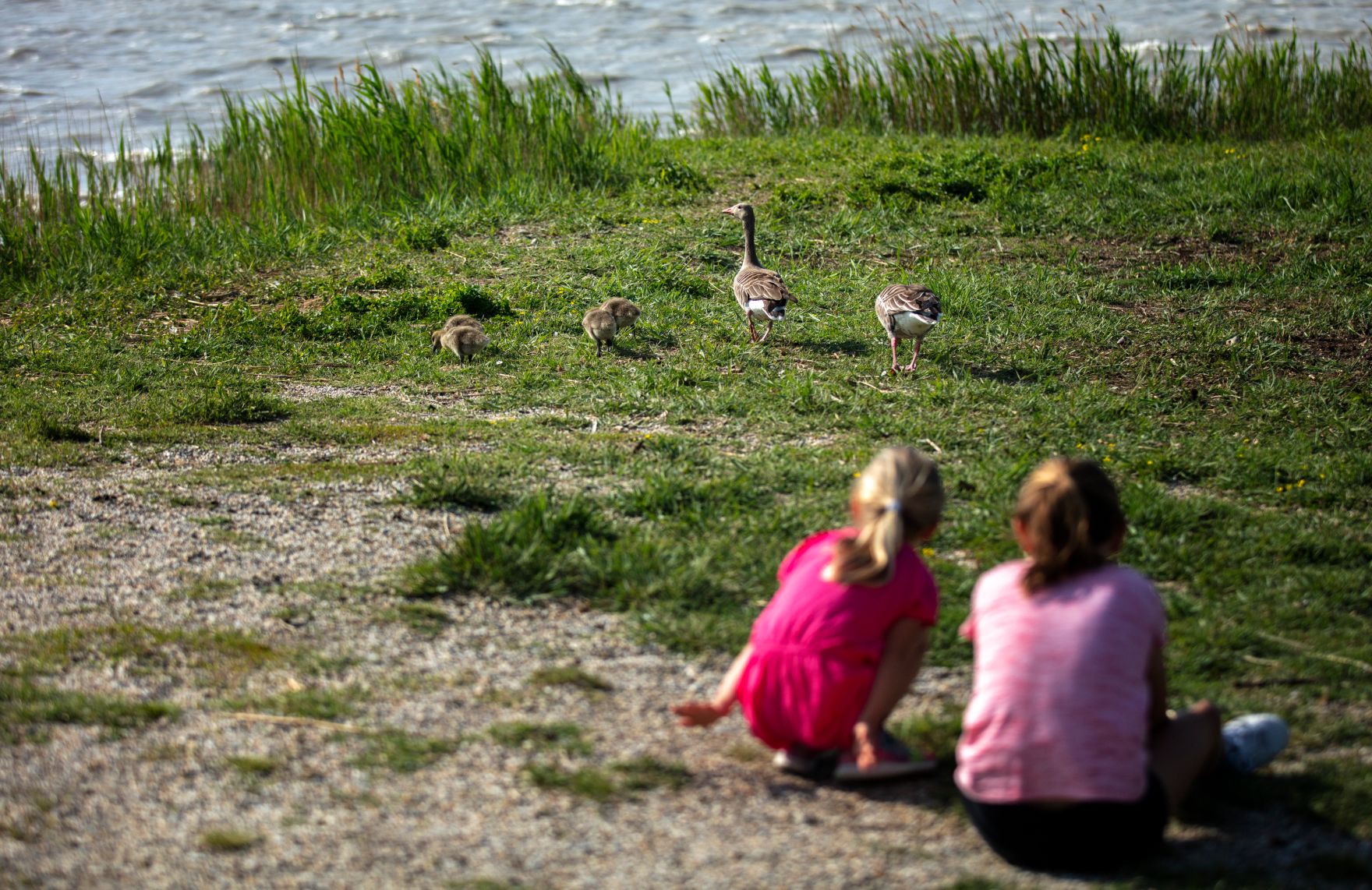 Enten am Neusiedlersee. Schlagw&ouml;rter: See, Enten, Tiere, Familie, Kinder, Rat f&uuml;r Bildung, Jugend, Kultur, Sport, EYC