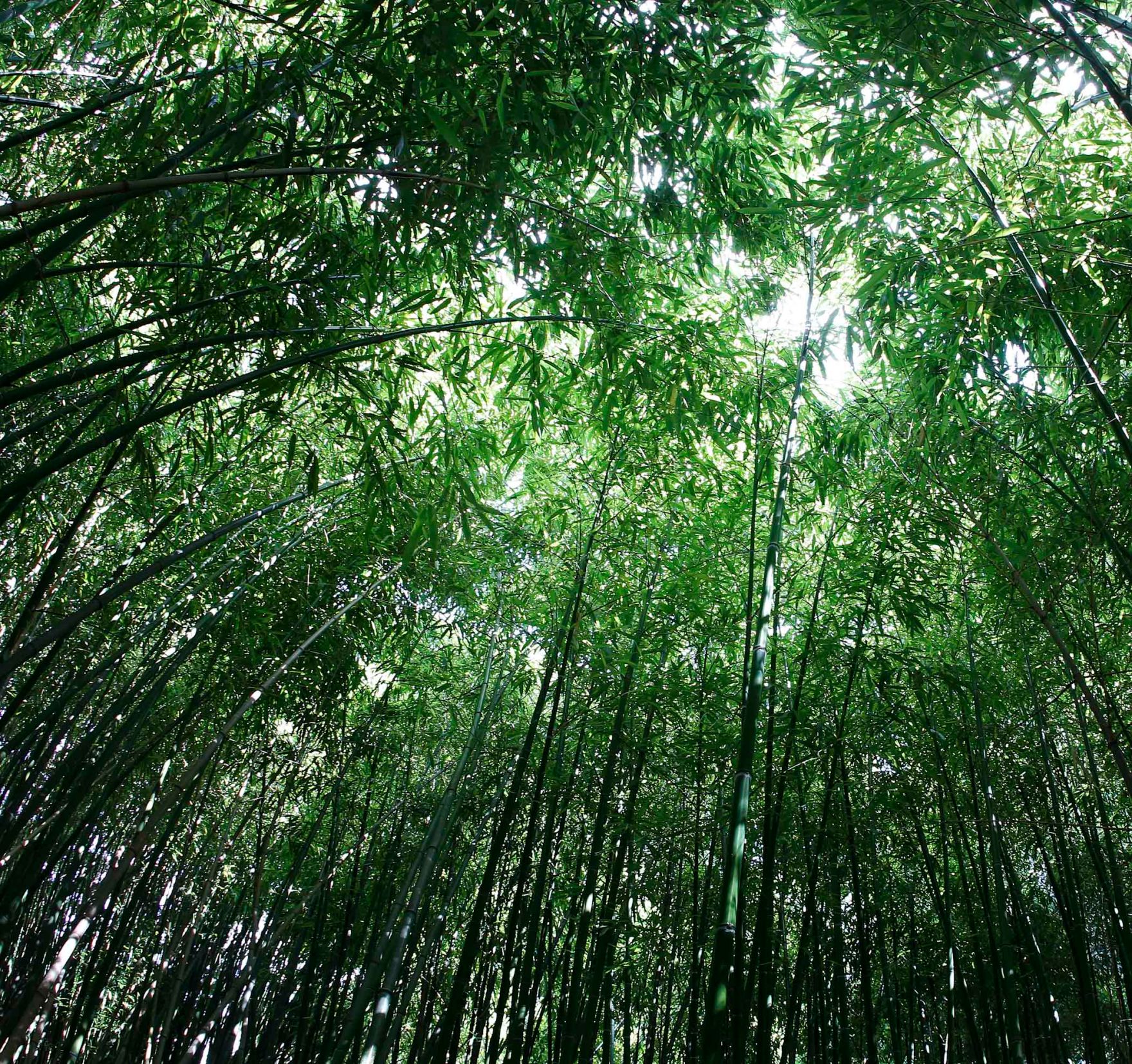 Bambuspflanzen im botanischen Garten. Schlagworte: Natur, Pflanze