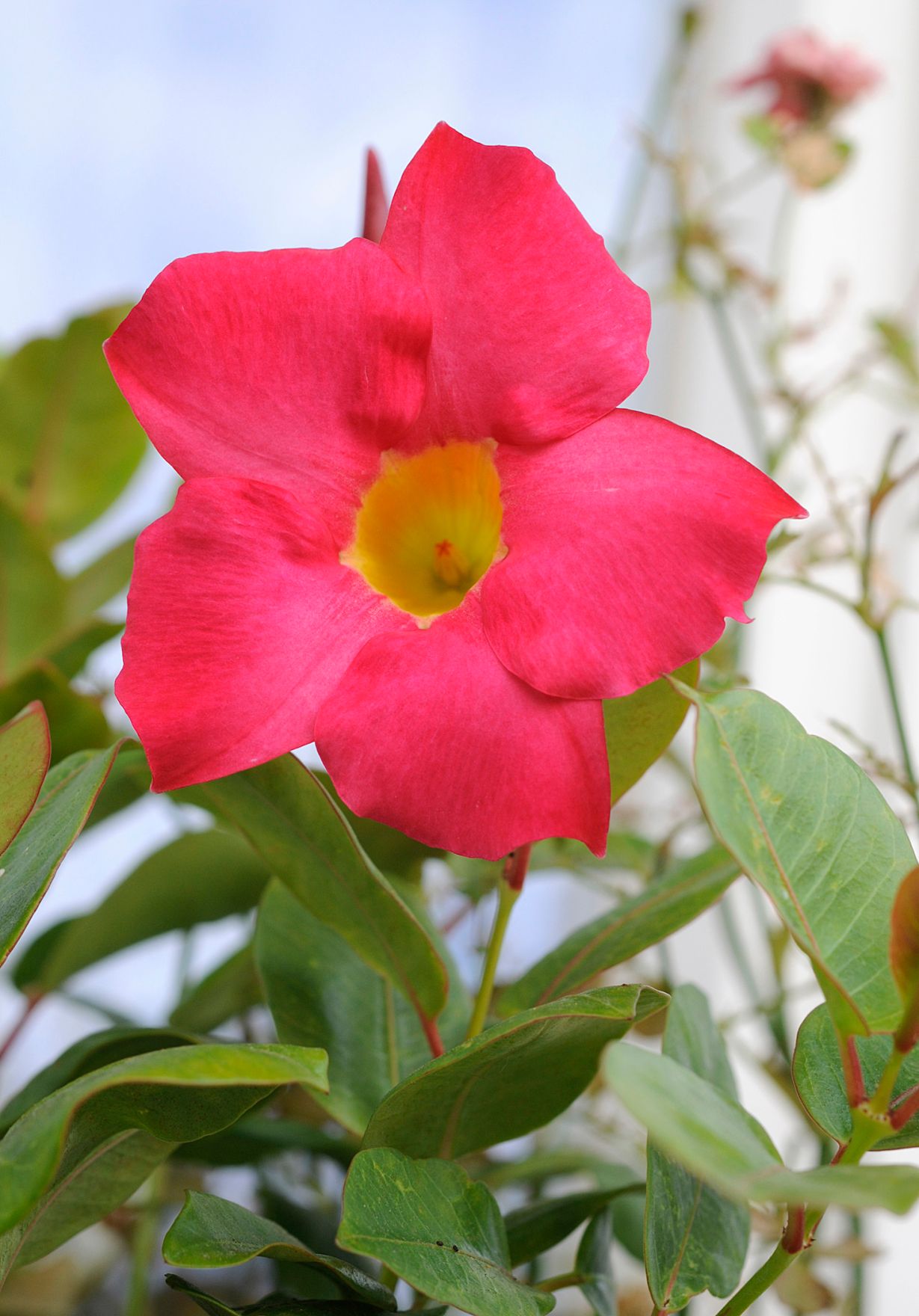 Eine Blume im Volksgarten. Schlagworte: Blume, Bl&uuml;te, Natur, Pflanze