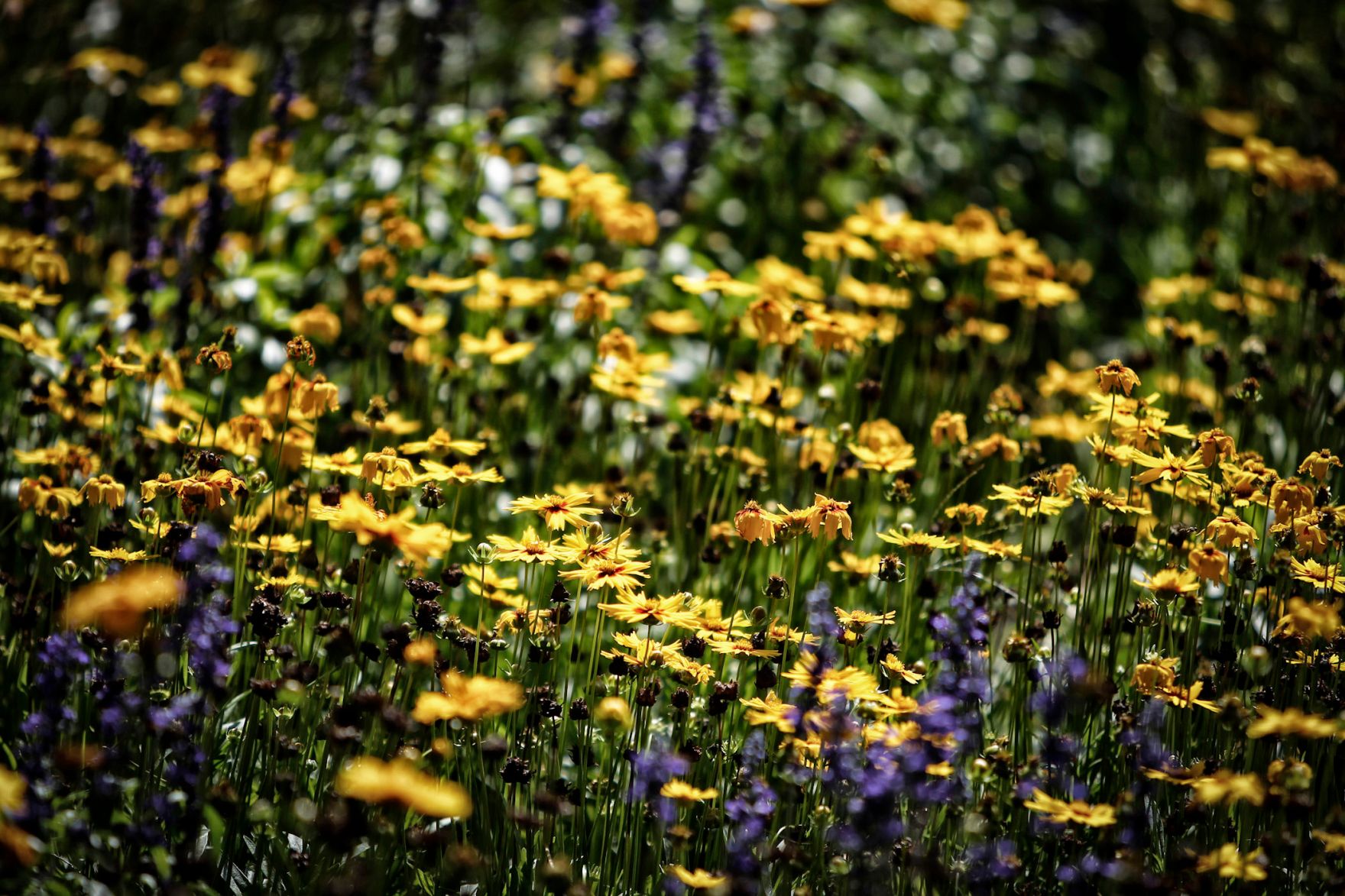 Blumen im Rathauspark. Schlagworte: Blume, Natur, Pflanze