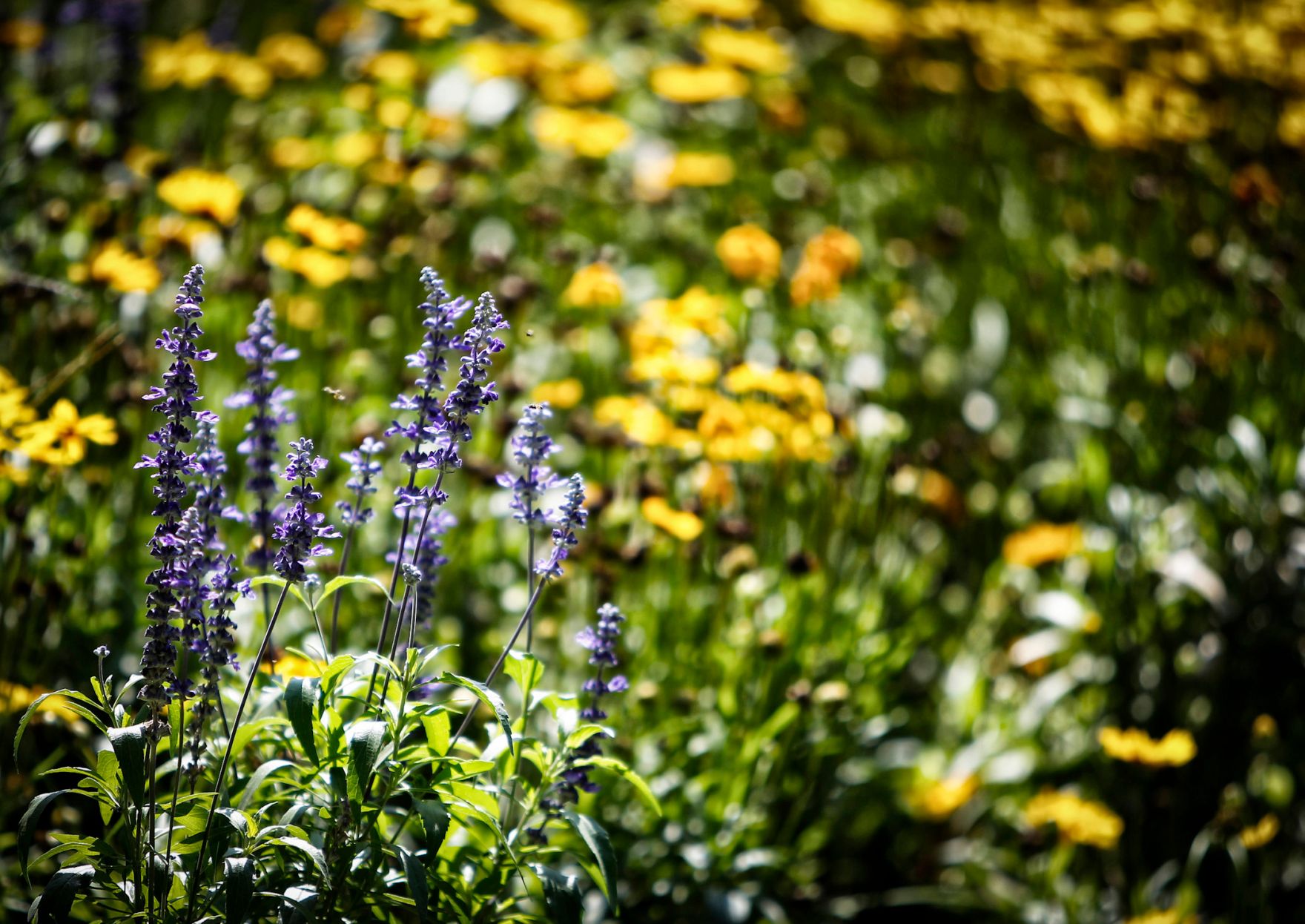 Blumen im Rathauspark. Schlagworte: Blume, Natur, Pflanze