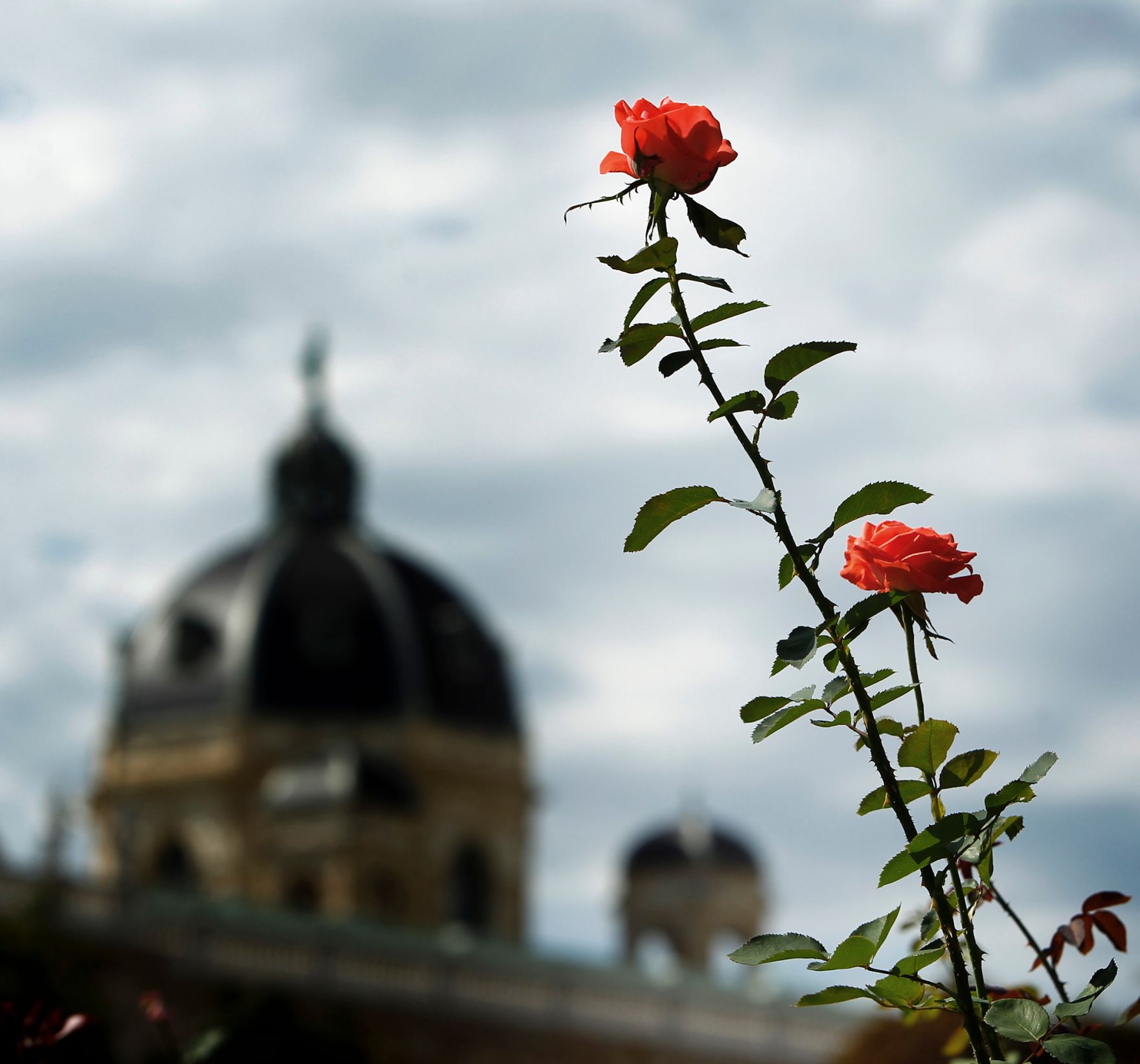 Bl&uuml;hende Rosen vor einer Kuppel. Schlagworte: Blume, Bl&uuml;te, Geb&auml;ude, Himmel, Natur, Pflanze, Wolken
