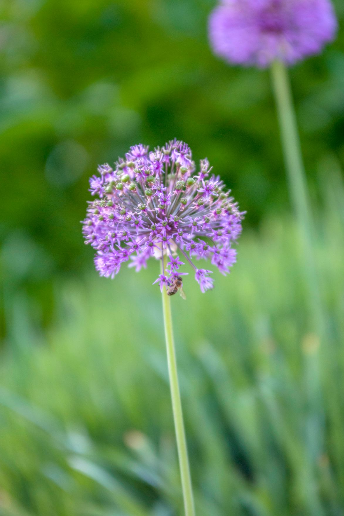 Knoblauchbl&uuml;ten im Garten. Schlagw&ouml;rter: Blume, Pflanze, Knoblauch, Gesundheit, Umwelt, Garten, Natur
