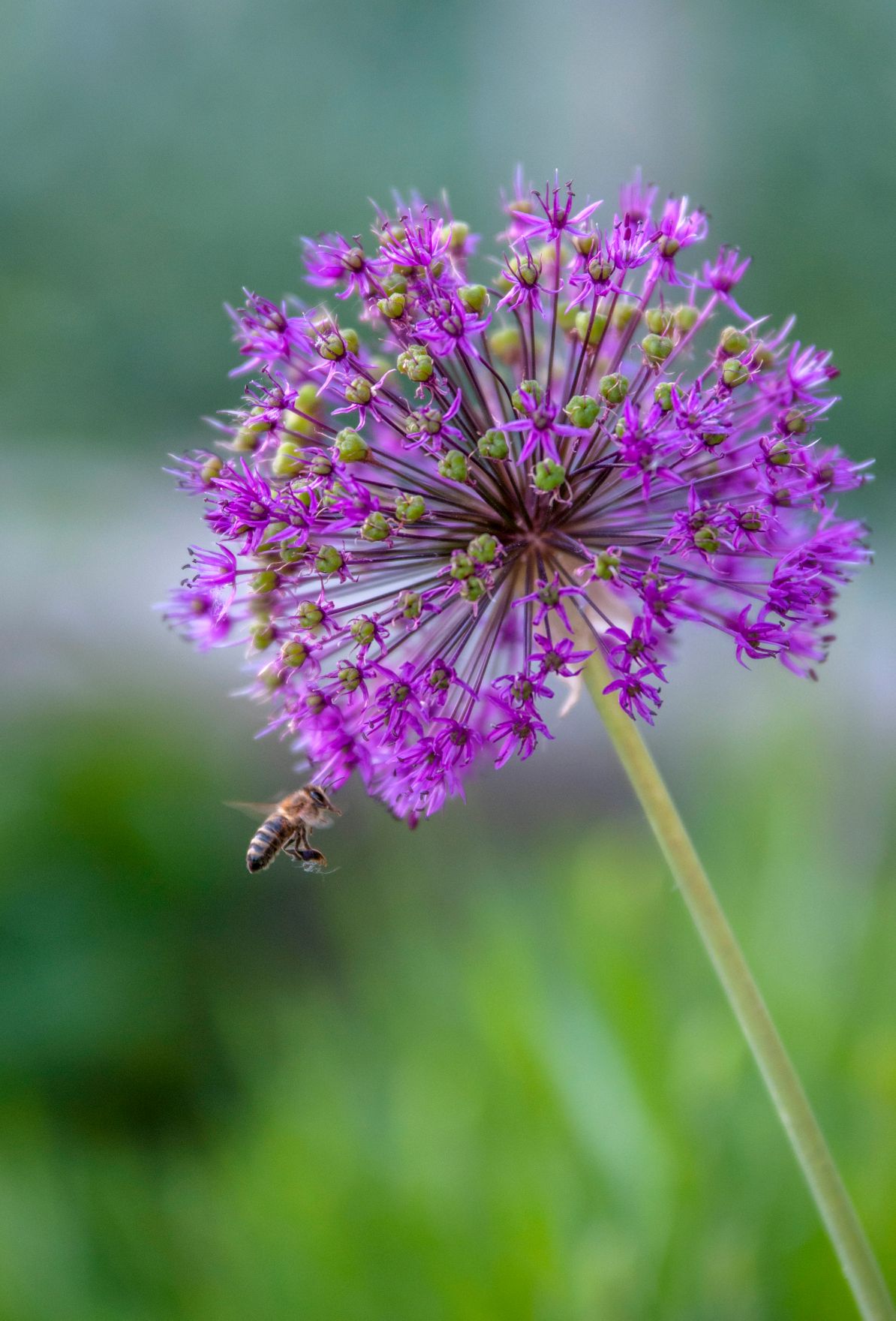 Knoblauchbl&uuml;ten im Garten. Schlagw&ouml;rter: Blumen, Pflanzen, Knoblauch, Gesundheit, Umwelt, Garten, Natur, Biene