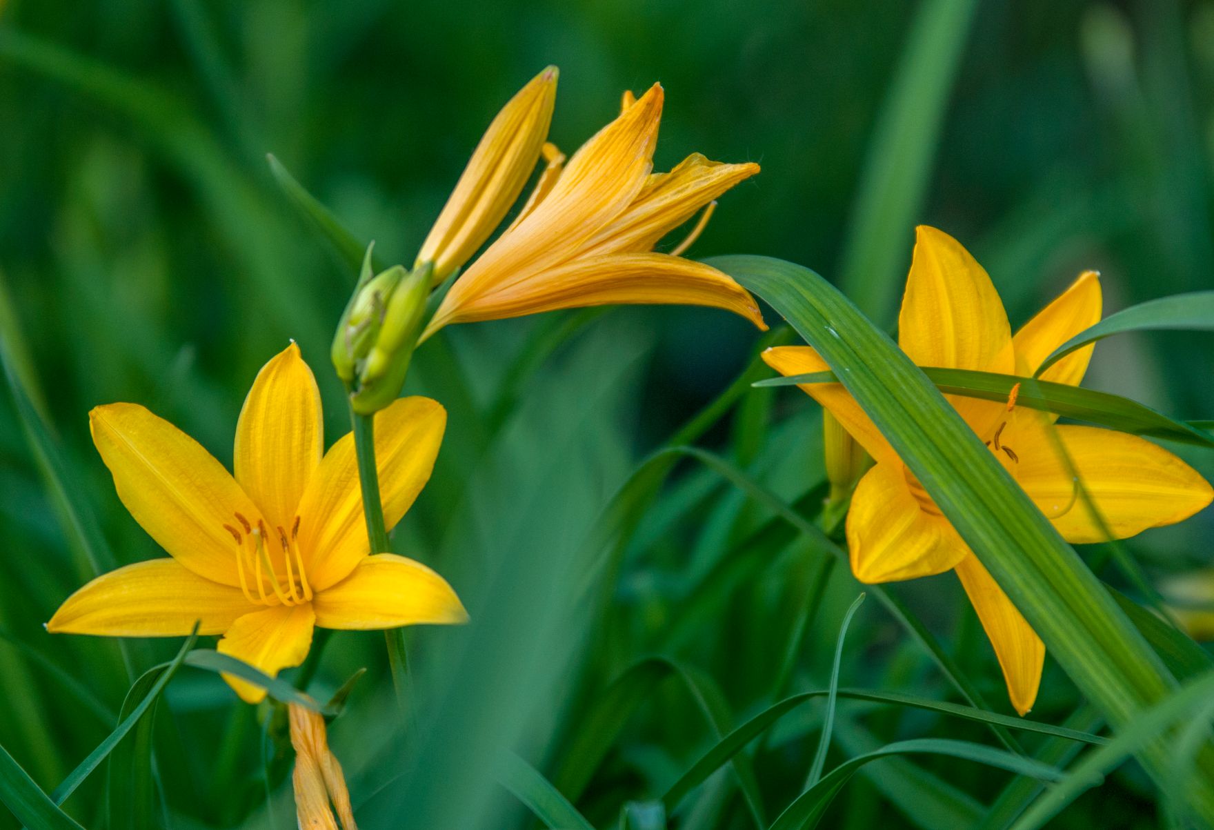 Blumen im Garten. Schlagw&ouml;rter: Blumen, Pflanzen, Gesundheit, Umwelt, Garten, Natur
