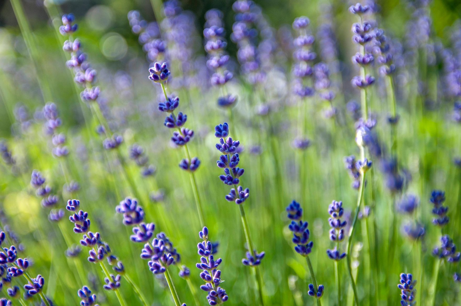 Lavendel im Garten. Schlagw&ouml;rter: Blumen, Pflanzen, Gesundheit, Umwelt, Garten, Natur