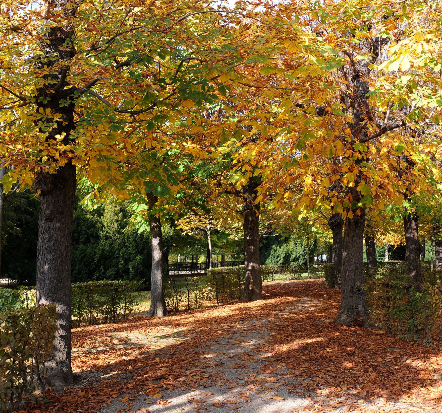 Eine herbstliche Aufnahme des Parks von Sch&ouml;nbrunn. Schlagworte: B&auml;ume, Bl&auml;tter, Herbst, Natur, Park, Pflanzen