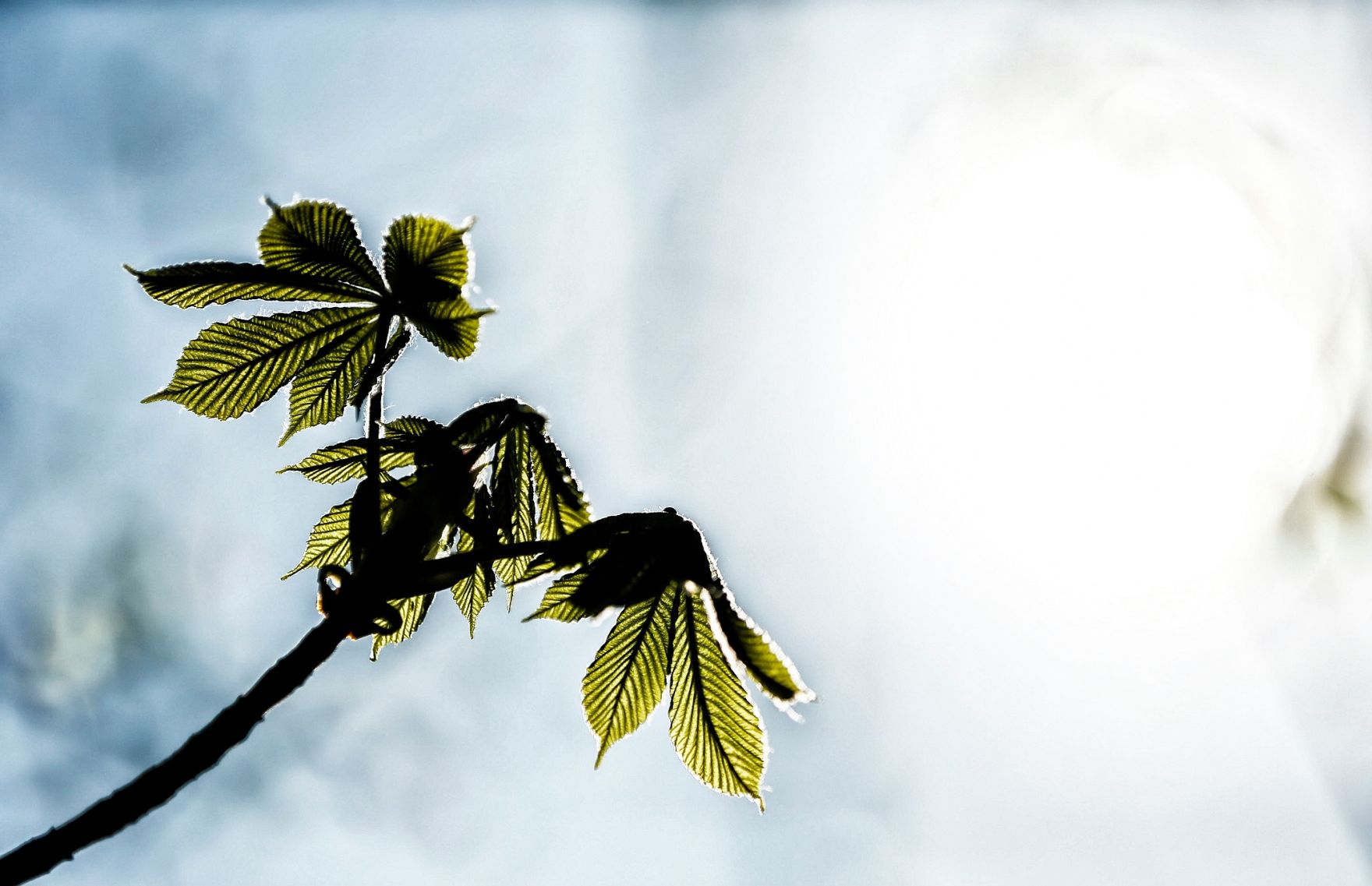 Eine fr&uuml;hlingshafte Aufnahme eines Kastanienblattes im Park von Laxenburg. Schlagworte: Blatt, Fr&uuml;hling, Natur, Pflanzen, Wolken