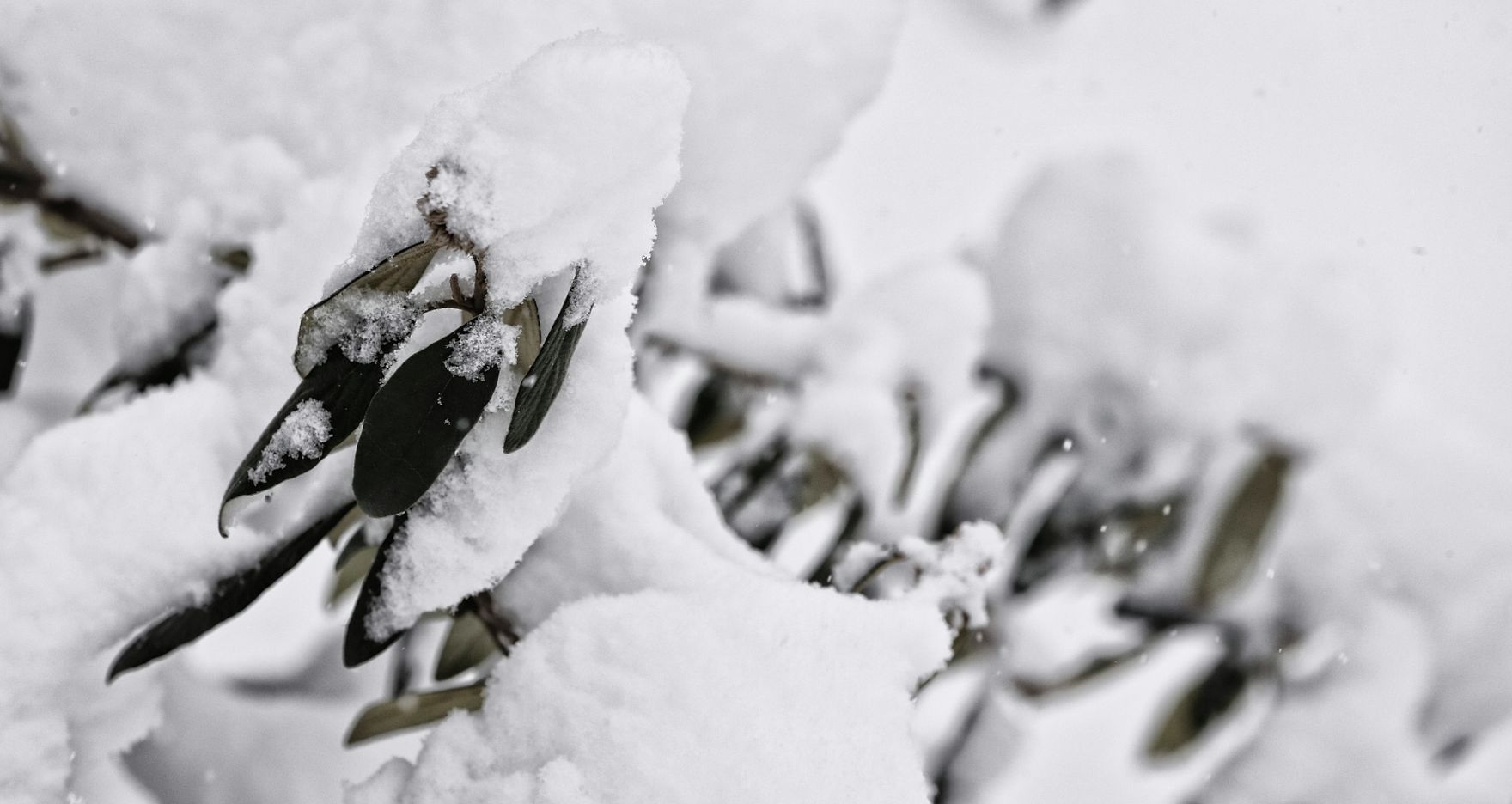 Eine winterliche Aufnahme einer Pflanze. Schlagworte: Bl&auml;tter, Natur, Pflanze, Schnee, Winter