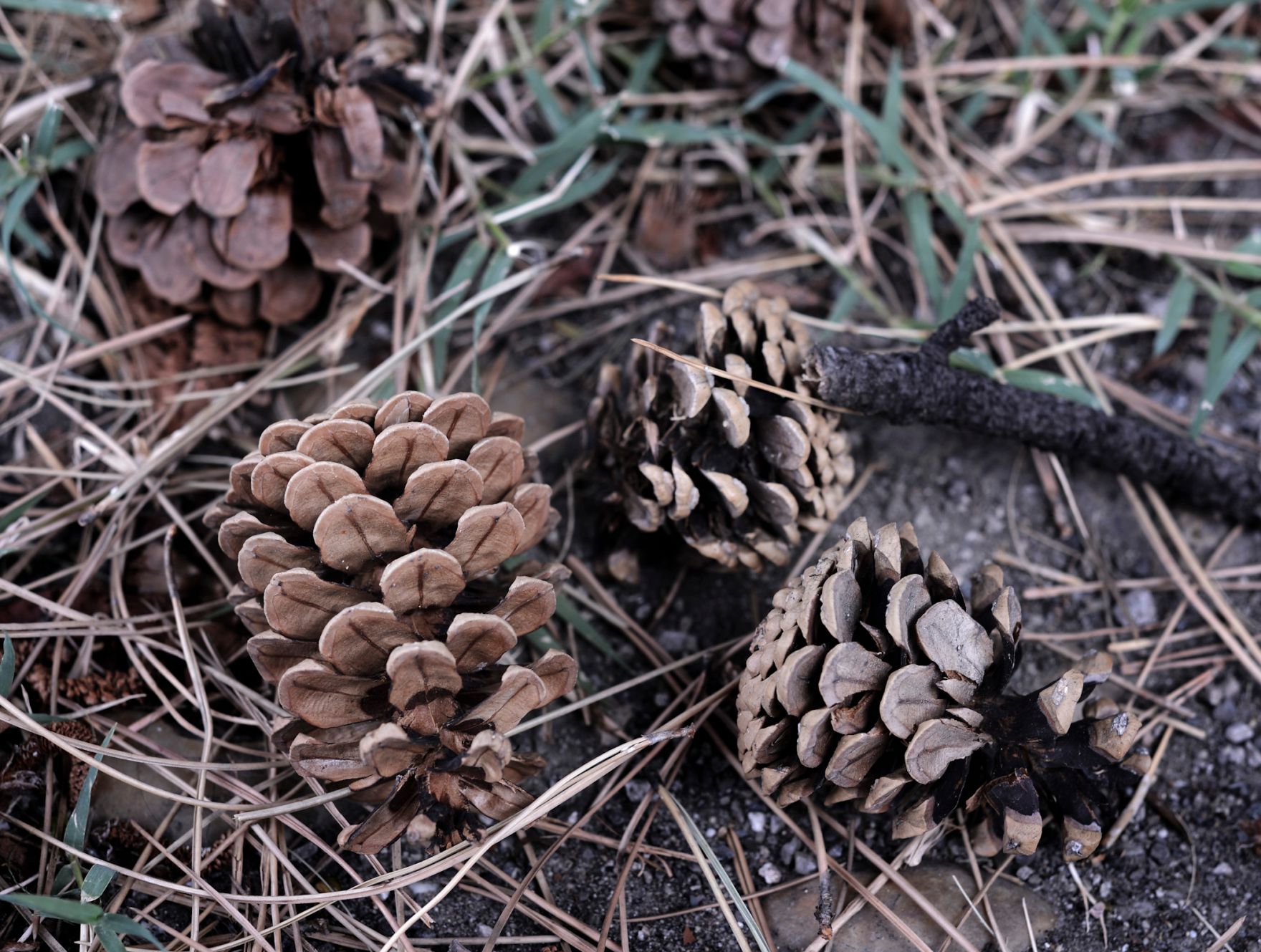 Tannenzapfen und -nadeln am Boden. Schlagworte: Natur, Pflanze, Pockerl