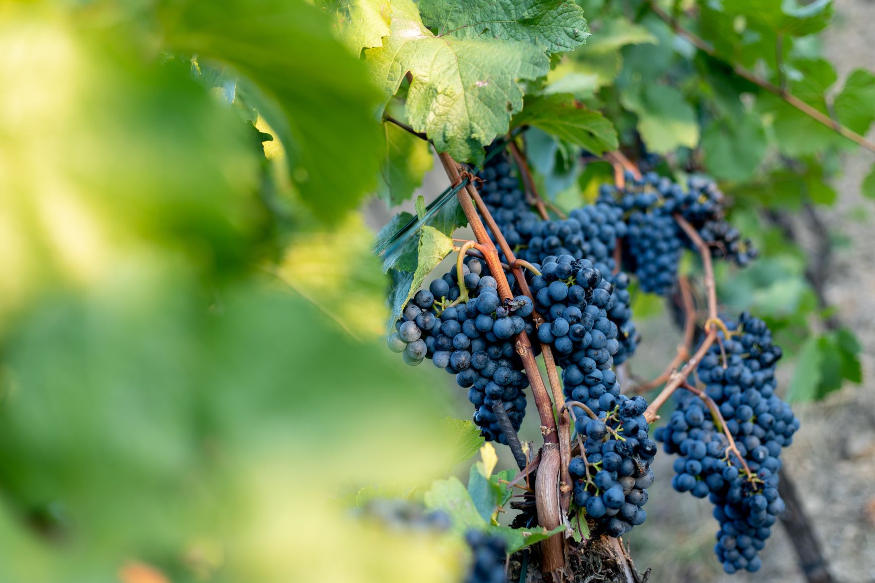 Weinst&ouml;cke am Rande der Gro&szlig;stadt Wien. Schlagw&ouml;rter: Wein, Weinstock, Weinst&ouml;cke, Weinreben, Weintrauben, Landwirtschaft, Herbst, Sp&auml;tsommer, Rat f&uuml;r Umwelt, ENVI, Rat f&uuml;r Landwirtschaft und Fischerei, AGRIFISH