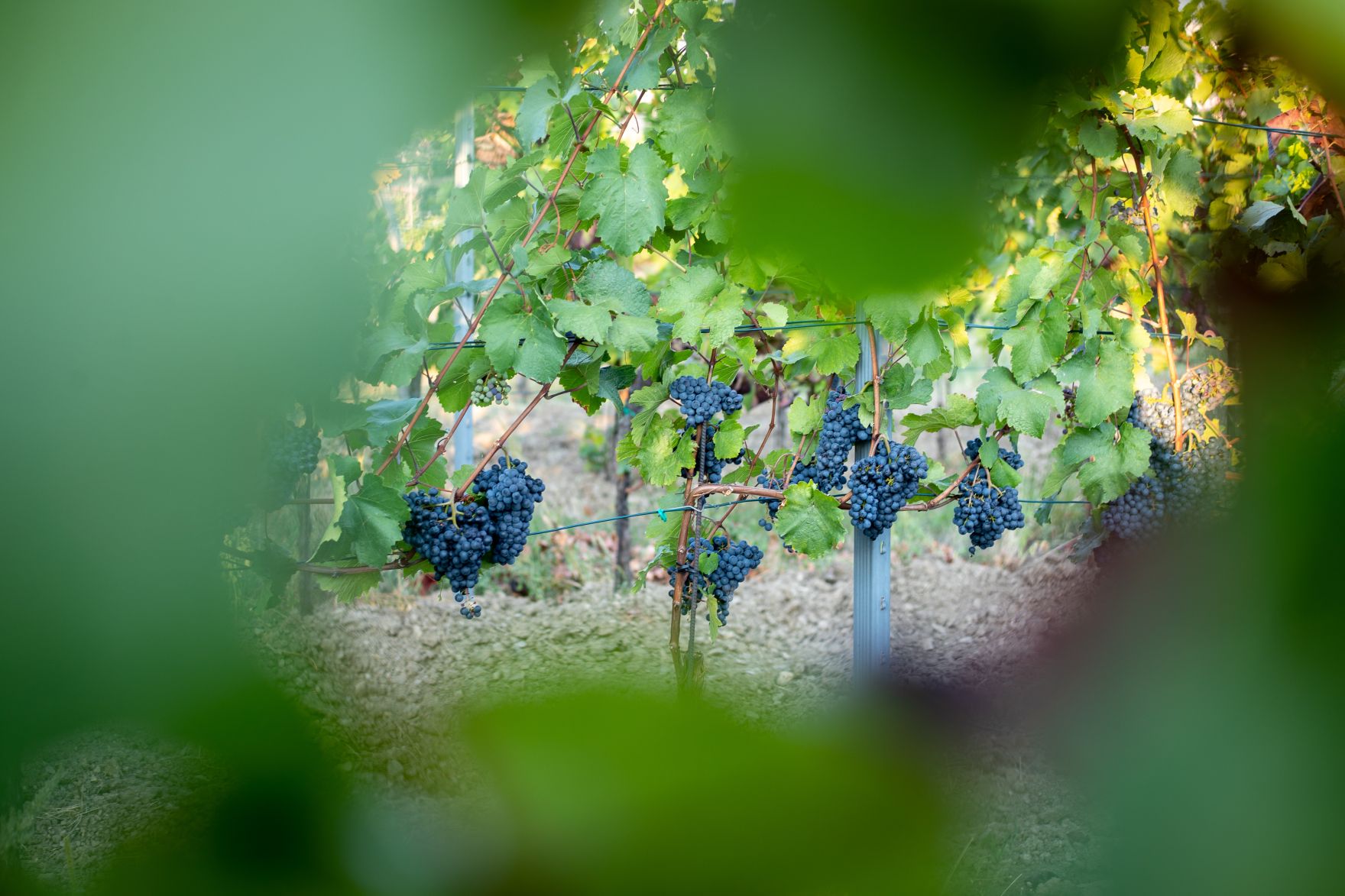Weinst&ouml;cke am Rande der Gro&szlig;stadt Wien. Schlagw&ouml;rter: Wein, Weinstock, Weinst&ouml;cke, Weinreben, Weintrauben, Landwirtschaft, Herbst, Sp&auml;tsommer, Rat f&uuml;r Umwelt, ENVI, Rat f&uuml;r Landwirtschaft und Fischerei, AGRIFISH