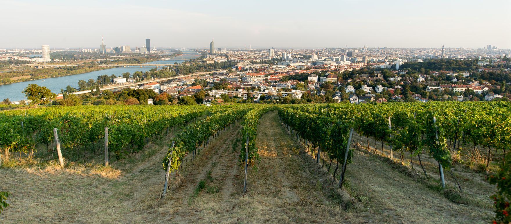 Weinst&ouml;cke am Rande der Gro&szlig;stadt Wien. Schlagw&ouml;rter: Wein, Weinstock, Weinst&ouml;cke, Weinreben, Weintrauben, Landwirtschaft, Herbst, Sp&auml;tsommer, Rat f&uuml;r Umwelt, ENVI, Rat f&uuml;r Landwirtschaft und Fischerei, AGRIFISH