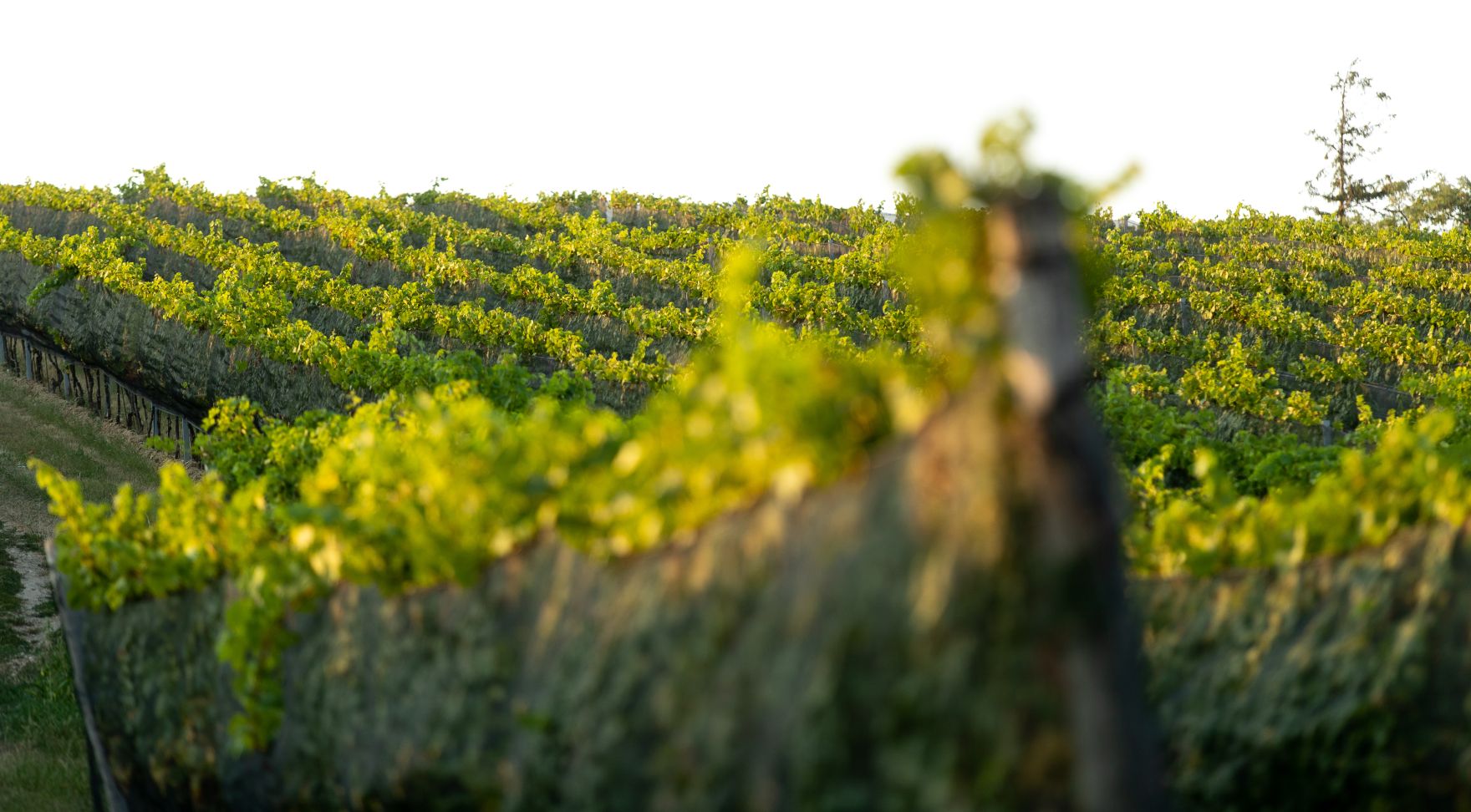 Weinst&ouml;cke am Rande der Gro&szlig;stadt Wien. Schlagw&ouml;rter: Wein, Weinstock, Weinst&ouml;cke, Weinreben, Weintrauben, Landwirtschaft, Herbst, Sp&auml;tsommer, Rat f&uuml;r Umwelt, ENVI, Rat f&uuml;r Landwirtschaft und Fischerei, AGRIFISH