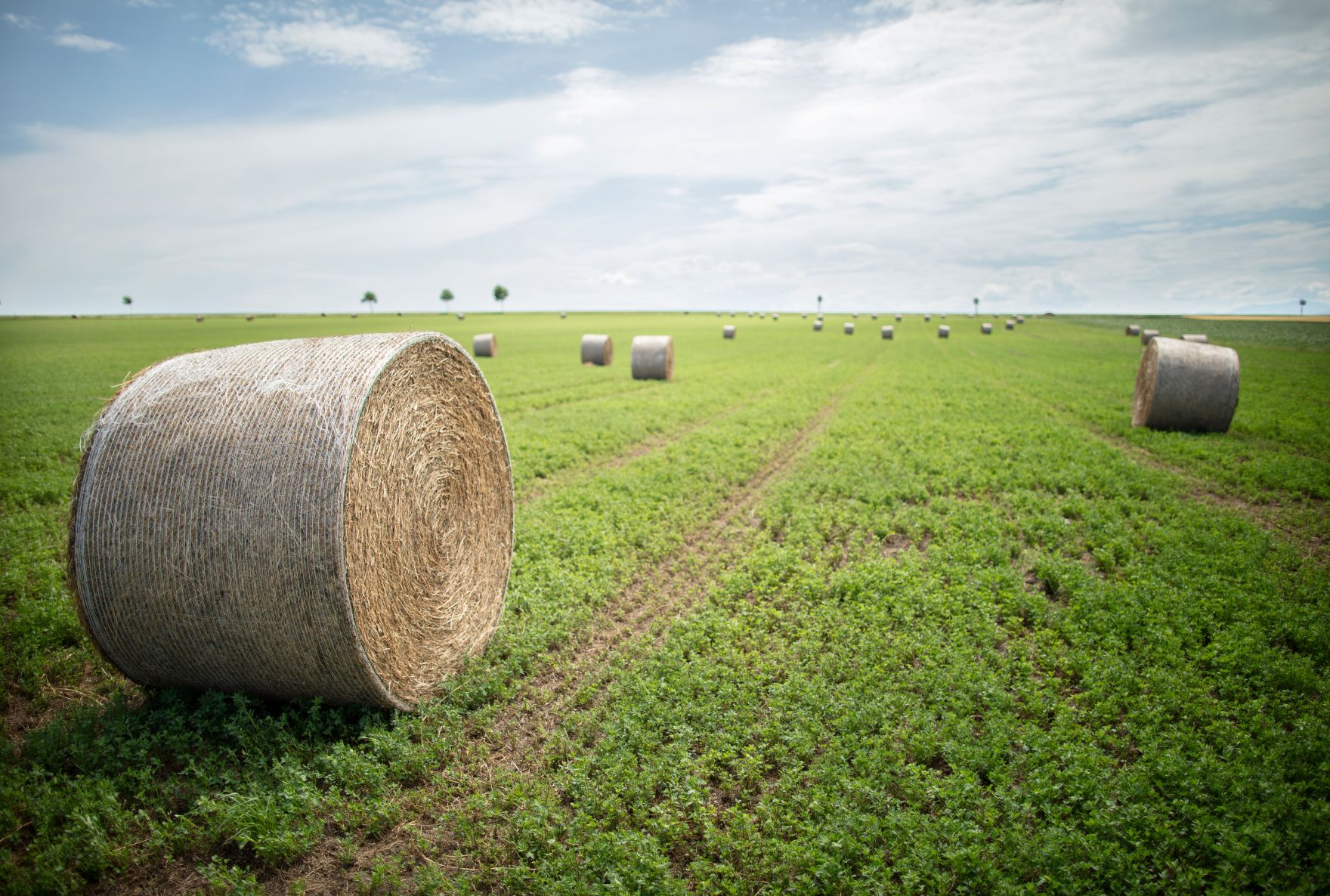 Ein Feld mit Heuballen. Schlagw&ouml;rter: Feld, Heu, gr&uuml;n, Wiese, Landwirtschaft, Agrarwirtschaft, Gem&uuml;se, Rat f&uuml;r Landwirtschaft und Fischerei, AGRIFISH, Rat f&uuml;r Umwelt, ENVI