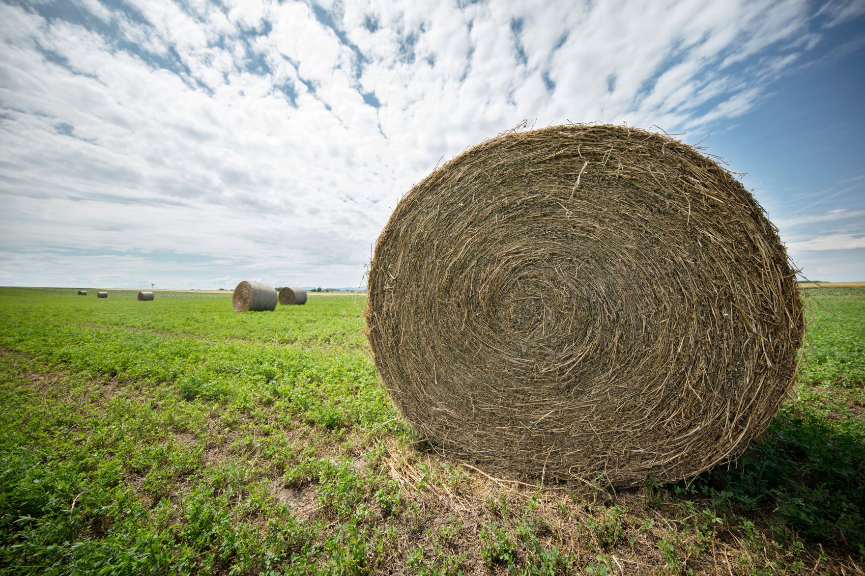Ein Feld mit Heuballen. Schlagw&ouml;rter: Feld, Heu, gr&uuml;n, Wiese, Landwirtschaft, Agrarwirtschaft, Gem&uuml;se, Rat f&uuml;r Landwirtschaft und Fischerei, AGRIFISH, Rat f&uuml;r Umwelt, ENVI