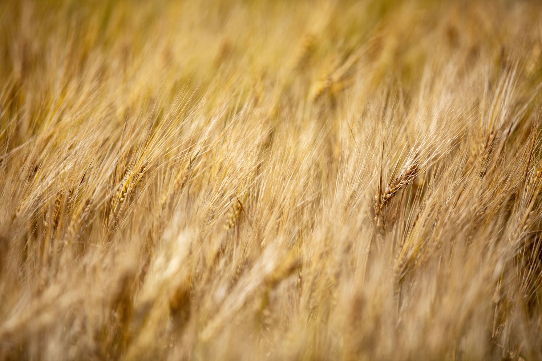 Ein Getreidefeld. Schlagw&ouml;rter: Feld, Getreide, Wiese, Landwirtschaft, Agrarwirtschaft, Rat f&uuml;r Landwirtschaft und Fischerei, AGRIFISH, Rat f&uuml;r Umwelt, ENVI