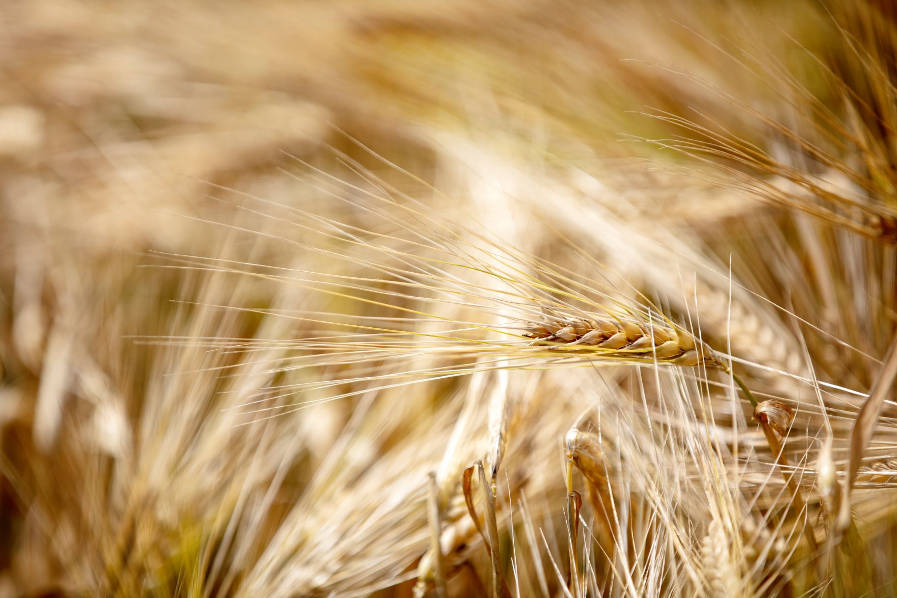 Ein Getreidefeld. Schlagw&ouml;rter: Feld, Getreide, Wiese, Landwirtschaft, Agrarwirtschaft, Rat f&uuml;r Landwirtschaft und Fischerei, AGRIFISH, Rat f&uuml;r Umwelt, ENVI