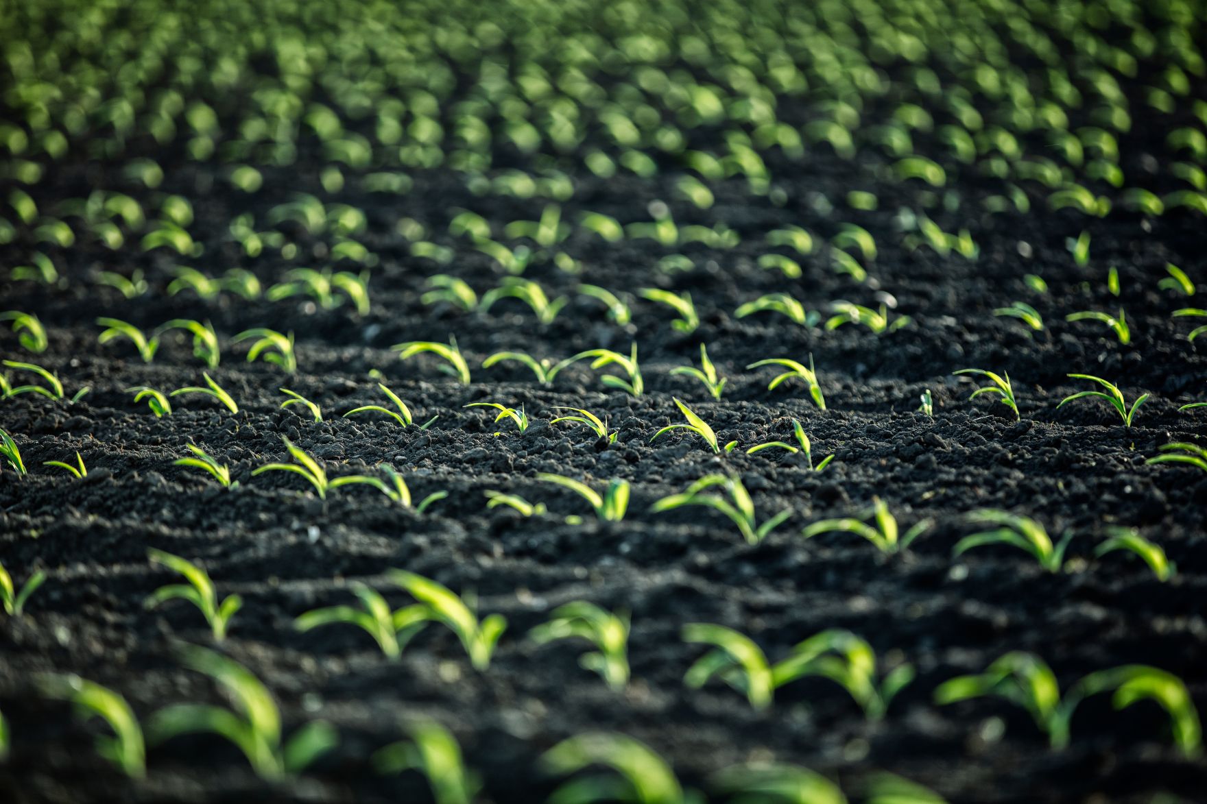 Die kleinen Pflanzen sprie&szlig;en auf dem Feld. Schlagw&ouml;rter: Umwelt, Pflanzen, Felder, Erde, Boden, B&ouml;den, Bl&auml;tter, Saat, Wachstum, Nachhaltigkeit, Rat f&uuml;r Landwirtschaft und Fischerei, AGRIFISH, Rat f&uuml;r Umwelt, ENVI