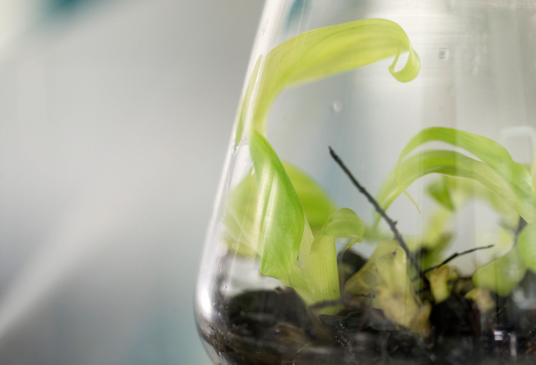 Arbeitsmaterial in der Internationalen Atomenergie-Organisation. Schlagw&ouml;rter: IAEO, IAEA, International Atomic Energy Agency, Pflanze, Reagenzglas, Radioaktivit&auml;t, radioaktiv, Versuch, Wissenschaft, Vereinte Nationen, Sicherheit, Kernenergie, Rat f&uuml;r Umwelt, ENVI, Rat f&uuml;r Wettbewerbsf&auml;higkeit, COMPET