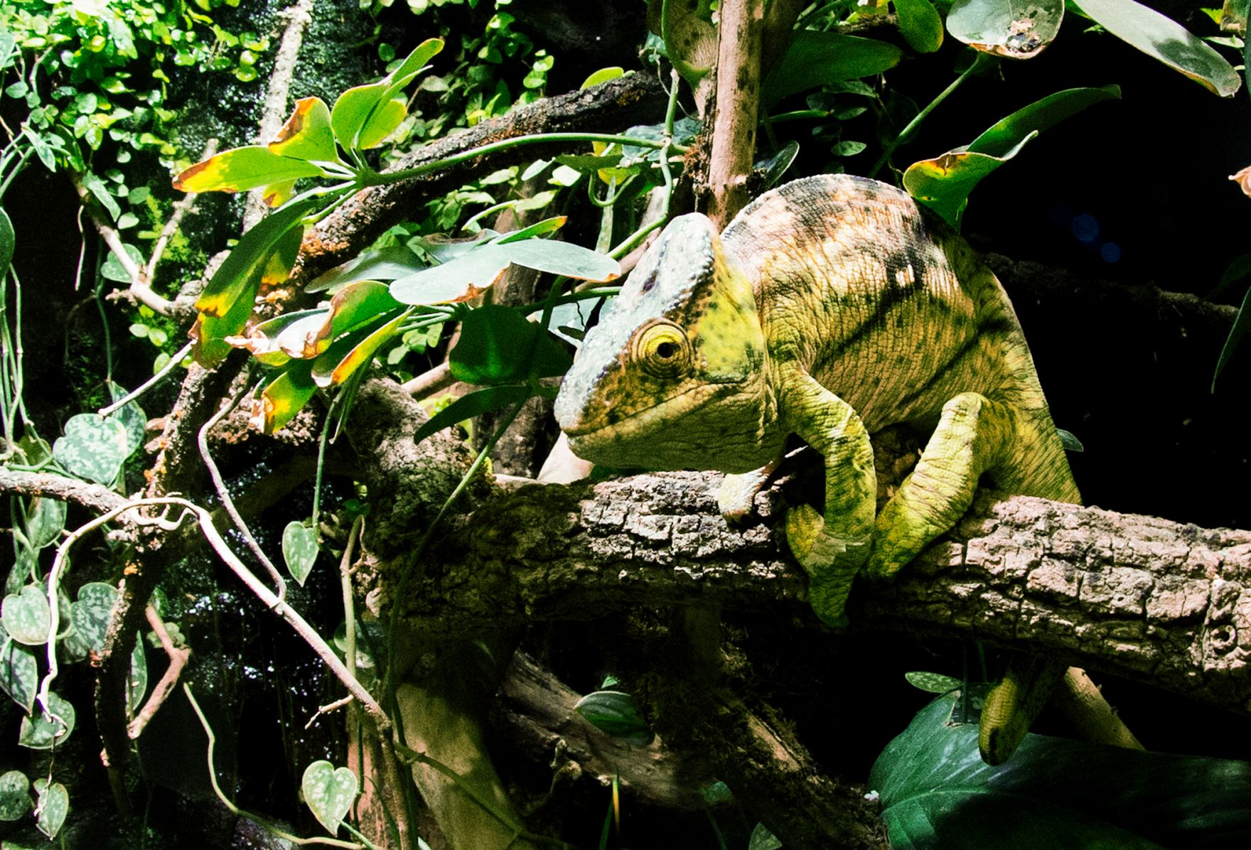 Ein Cham&auml;leon im Haus des Meeres. Schlagworte: Natur, Tier, Reptiel