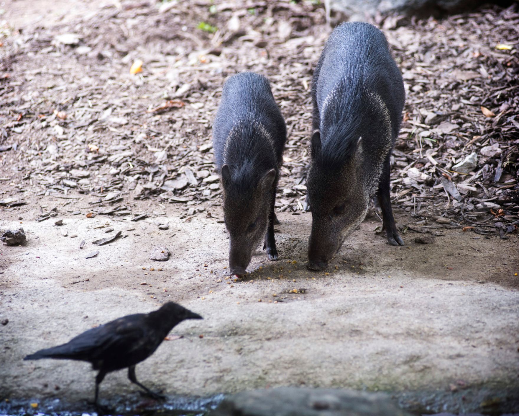 Halsbandpekaris im Tiergarten Sch&ouml;nbrunn. Schlagworte: Natur, S&auml;ugetier, Vogel