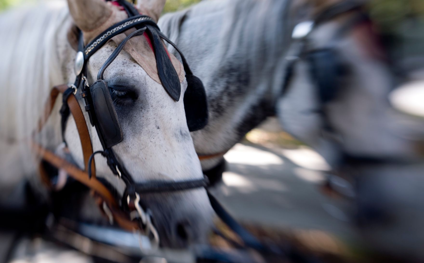 Perde eines Fiakers. Schlagworte: Natur, S&auml;ugetier, Scheuklappen, Zaumzeug, Z&uuml;gel
