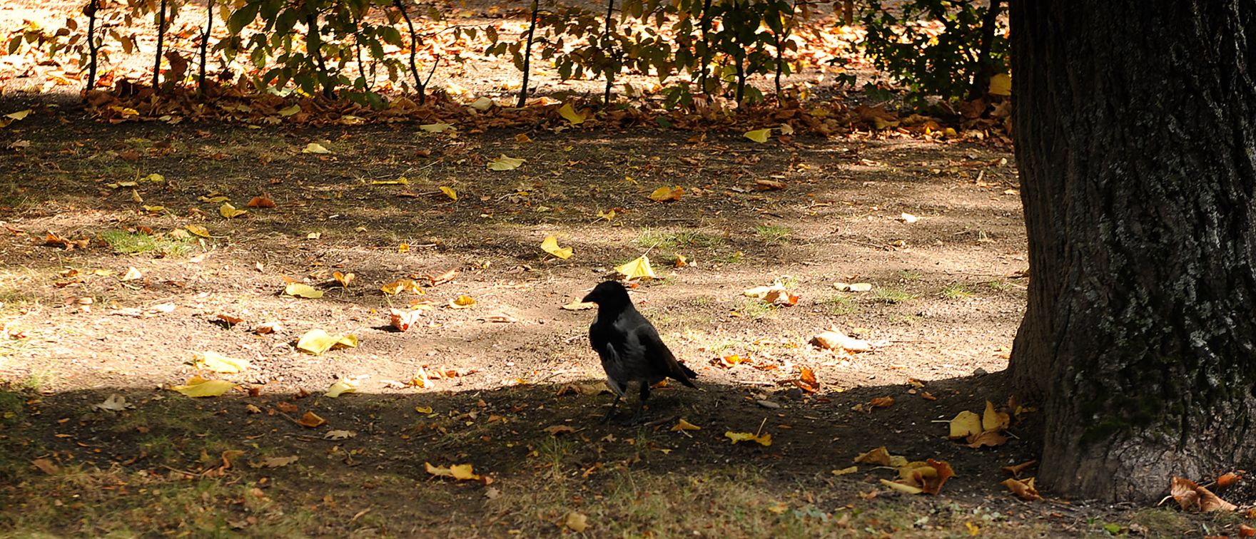Herbstliche Impressionen im Schlosspark Sch&ouml;nbrunn. Schlagworte: Herbst, Natur, Park, Rabe, Tier, Vogel