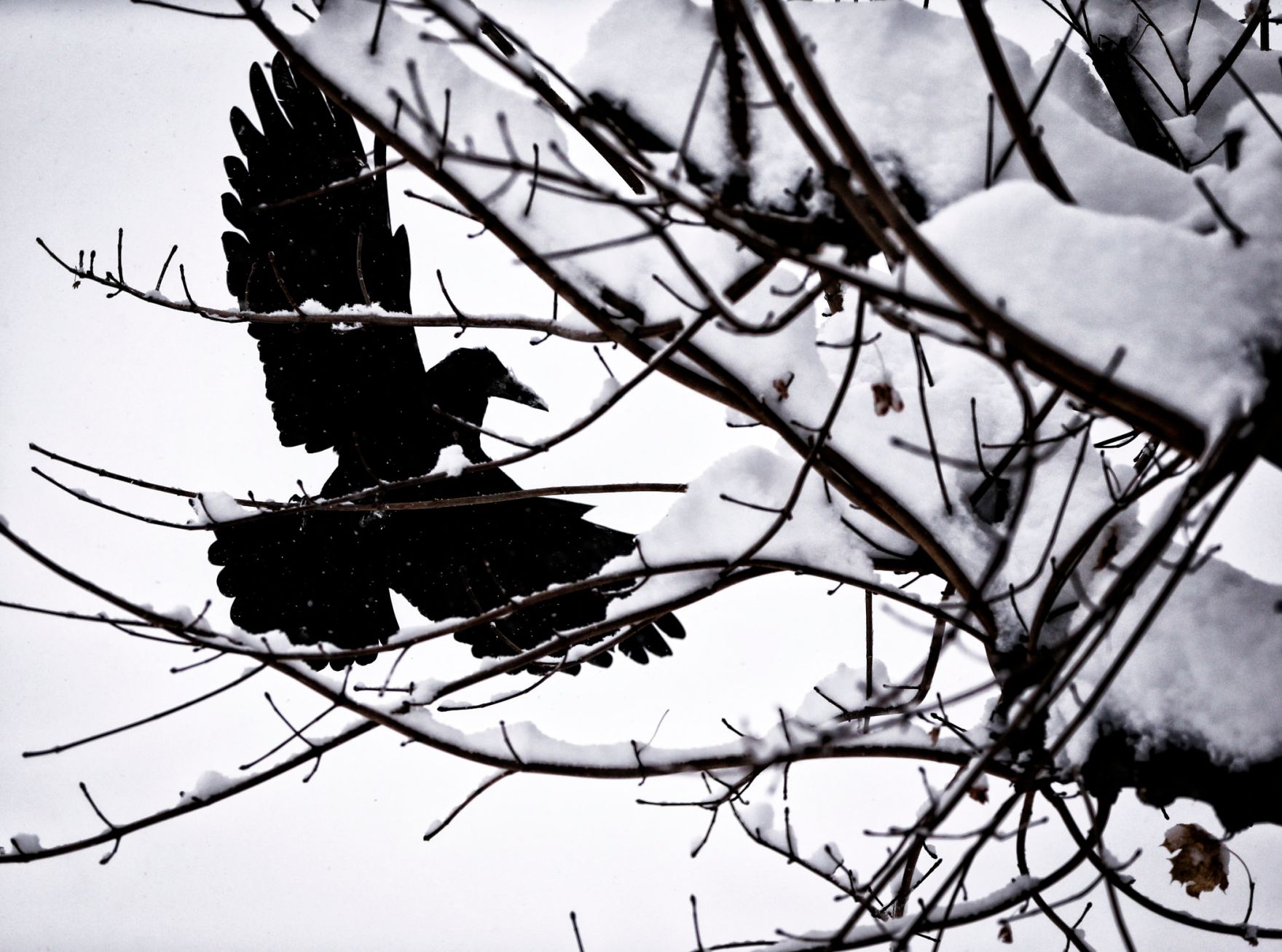 Ein Rabe in winterlicher Umgebung. Schlagworte: &Auml;ste, Baum, Natur, Schnee, Tier, Vogel, Winter