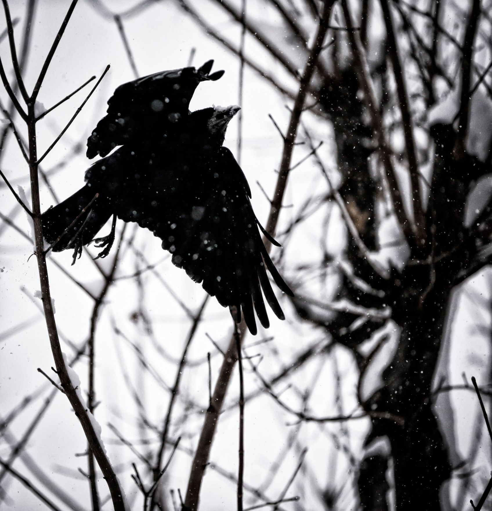 Ein Rabe in winterlicher Umgebung. Schlagworte: &Auml;ste, Baum, Natur, Schnee, Tier, Vogel, Winter